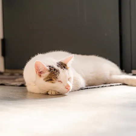 Apartamento La Maison De Sam - Centre - Terrasse Privée - Proche Parking Gratuit - Commerces à Proximité *